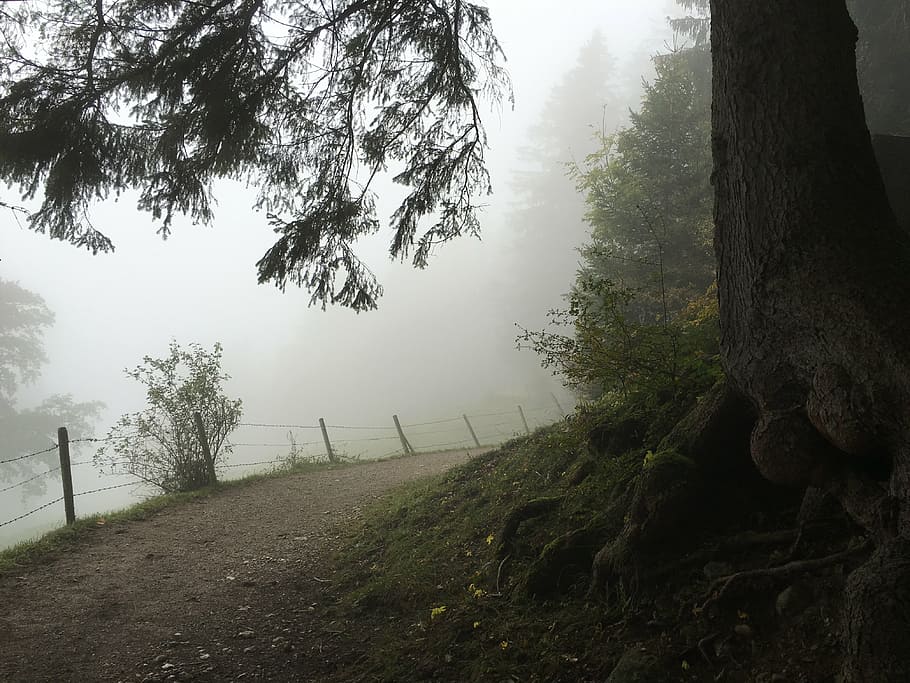 away, forest, trees, nature, landscape, trail, upper bavaria HD wallpaper