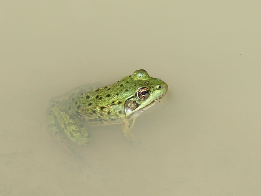 frog, marsh, mare, nature, water, fauna, wild animals, pond HD wallpaper