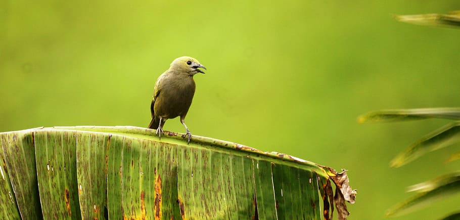 Nature, Birds, Circassia, Quindio, colombia, one animal, animal wildlife, HD wallpaper