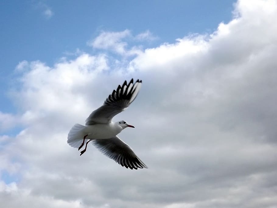 seagull, birds, fly, sky, flying, cloud - sky, animal wildlife HD wallpaper