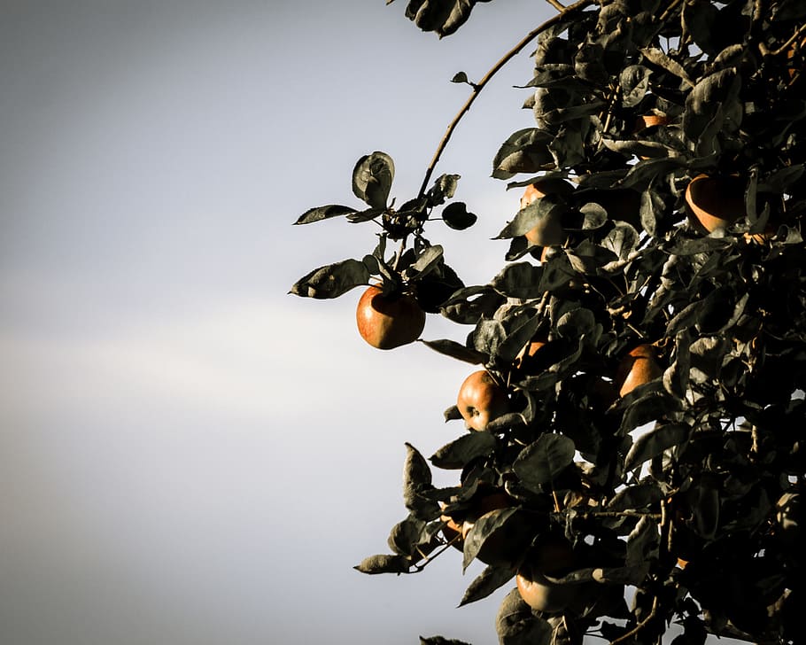 apple, apple tree, fruit, delicious, edible, food, autumn, ripe HD wallpaper