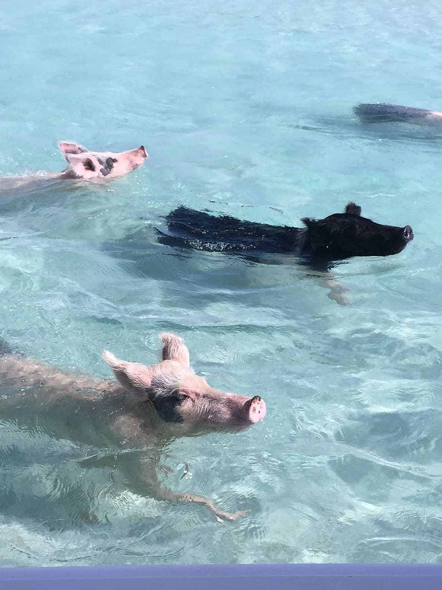 Pigs, Caribbean, Animal, Bahamas, swimming, ocean, island, vacation, HD wallpaper