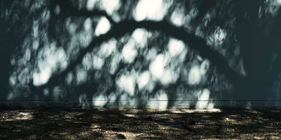 shadows of tree, shadow of tree, wall, nature, outdoors, forest HD wallpaper