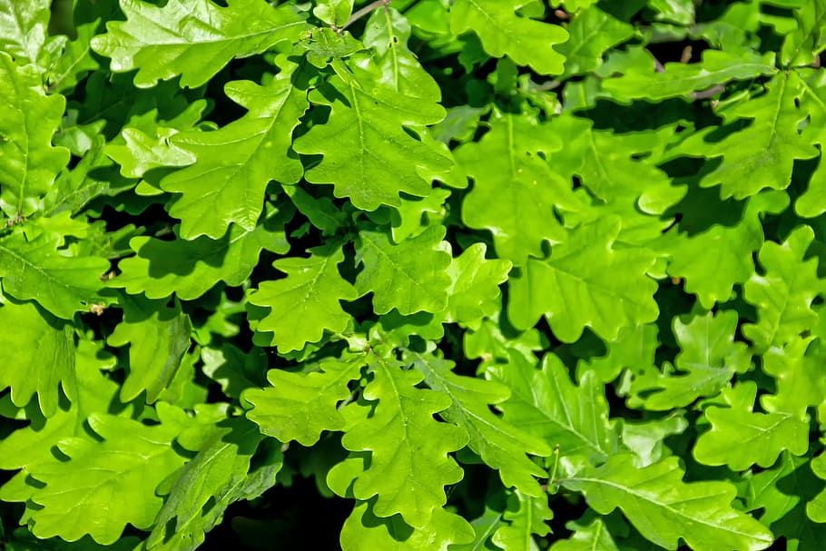 green leafed plant, oak leaves, light green, branch, sunshine, HD wallpaper
