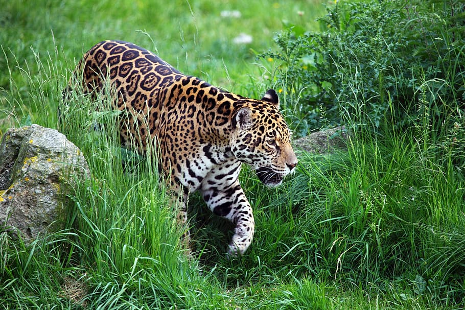 leopard on grass field, animal, carnivore, cat, dangerous, endangered HD wallpaper