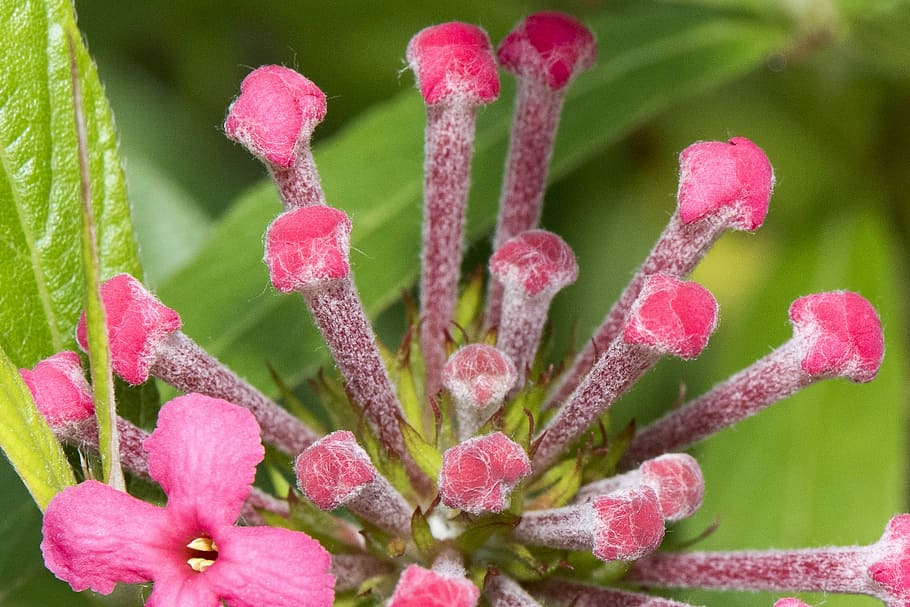 Macro, Flower, Blossom, Natural, red, floral, plant, nature HD wallpaper