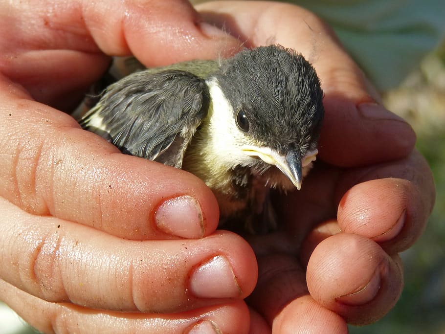 chick, bird, breeding, down, protect, protection, hands, human hand HD wallpaper