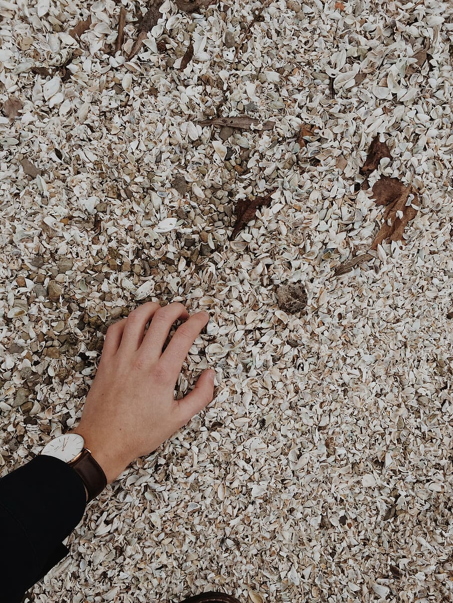 shells, sea shells, beach, nature, ocean, tropical, seashore HD wallpaper