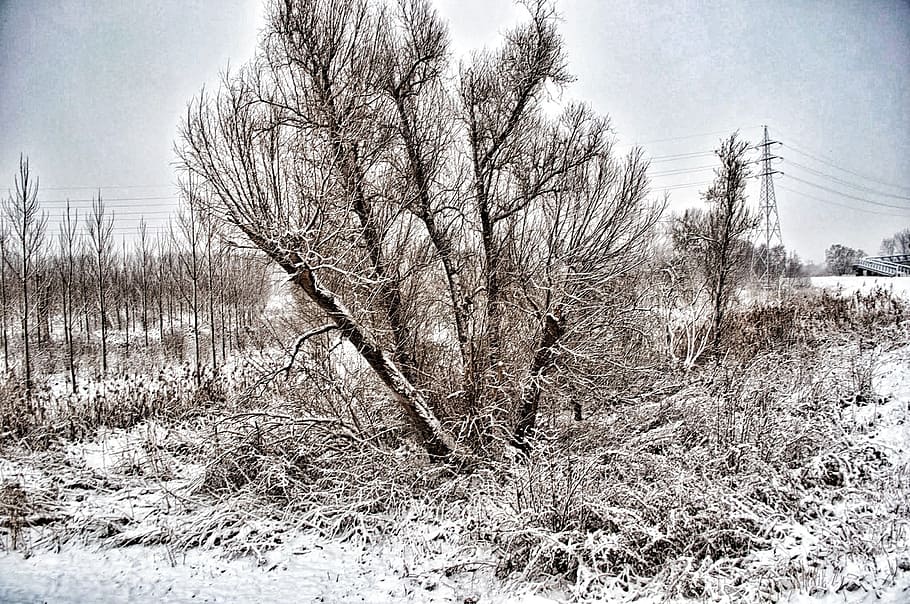 winter, landscape, nature, trees, snow, black And White, frost HD wallpaper