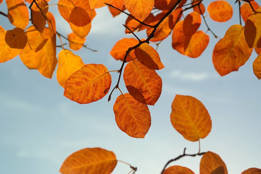 leaves, autumn, orange, red, blood red, fall foliage, common rock pear, HD wallpaper