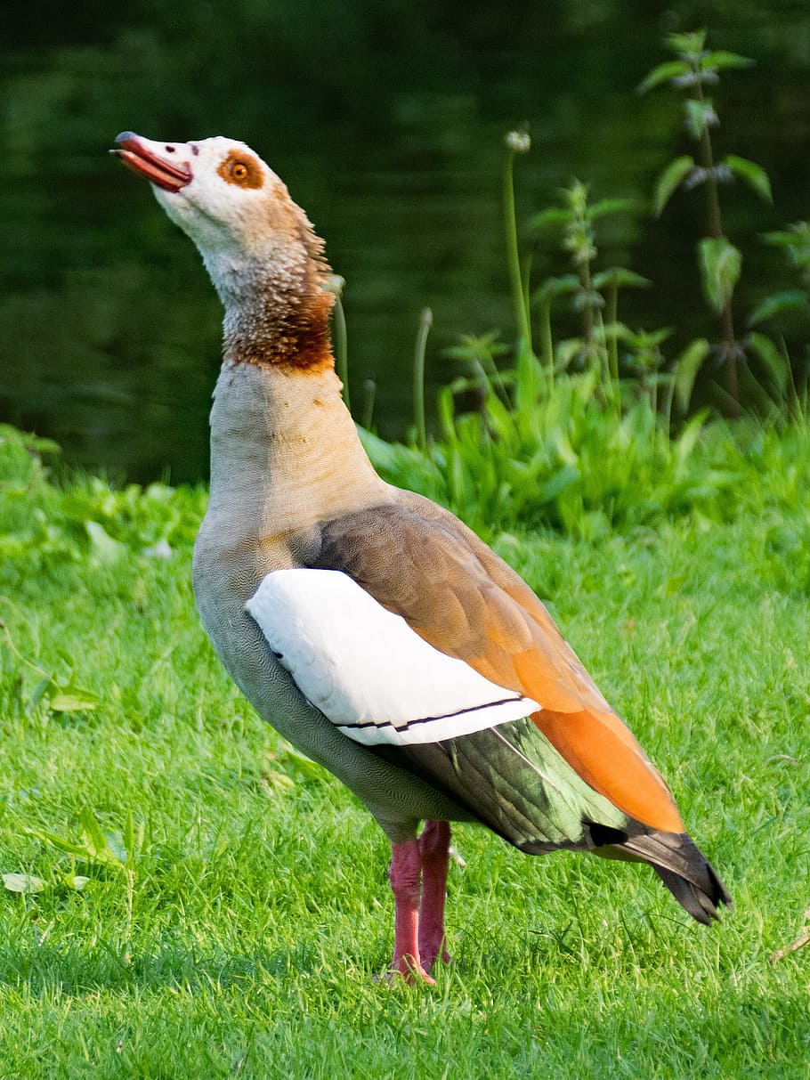 Alopochen, Egypt, Goose, Bird, nilgans, alopochen egypt, birds HD wallpaper