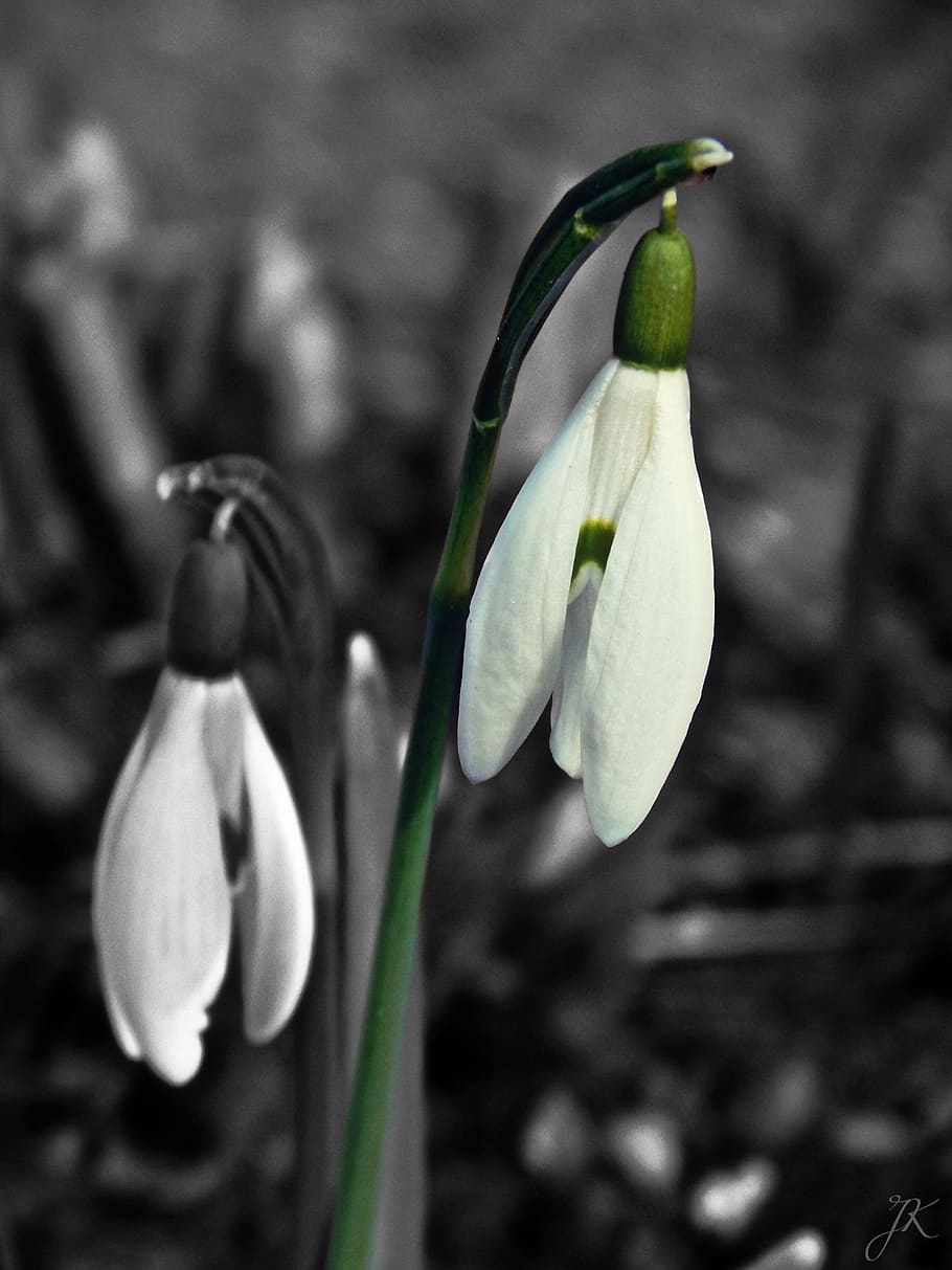 snowdrop, spring, sun, beauty, white, green, flower, tickets HD wallpaper