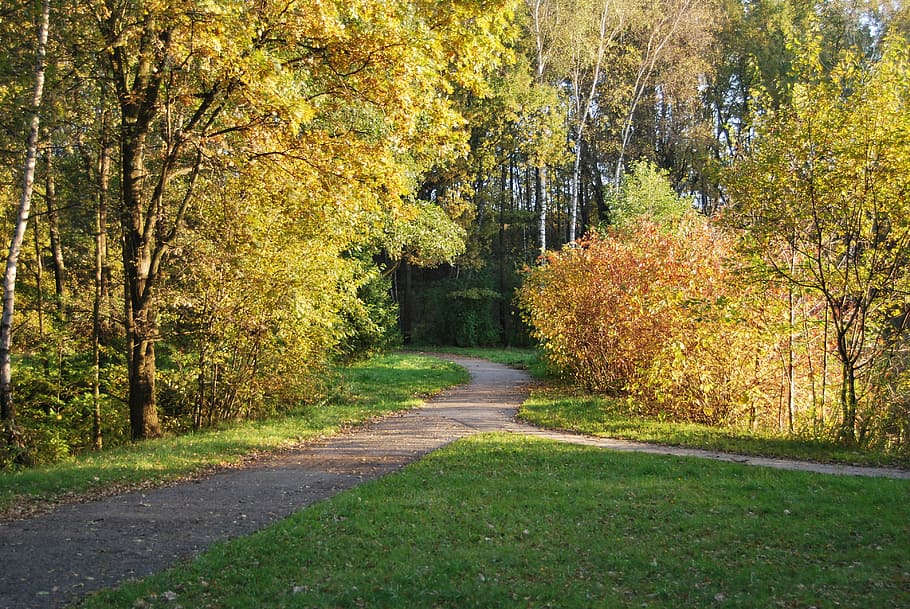 park, tree, autumn, foliage, yellow, orange, october, nature HD wallpaper