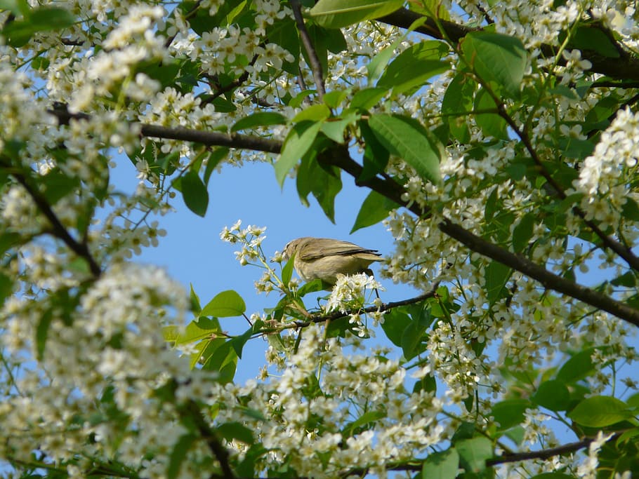 common bird cherry, black cherry, tree, flowers, white, spring HD wallpaper