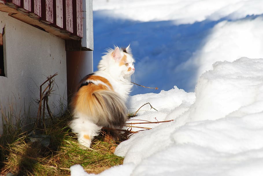 cat, cat in snow, white cat, on the lam, winter cat, animal themes, HD wallpaper