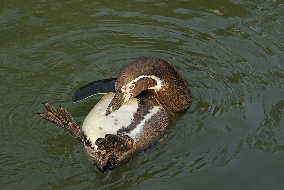 brown duck on water, penguin, clean, humboldt penguin, water bird HD wallpaper
