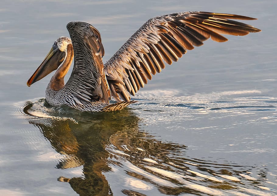 gray and brown pelican on body of water during daytime, bird