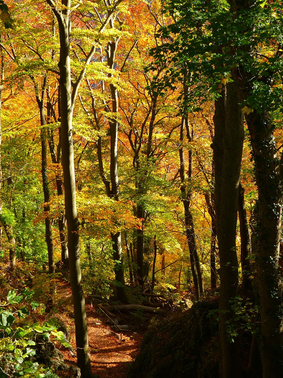 yellow and green trees, forest, autumn forest, colorful, leaves HD wallpaper