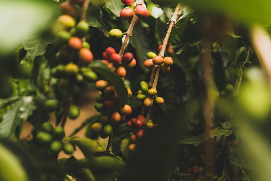 round green and red berries, assorted-color berries, plant, tree HD wallpaper