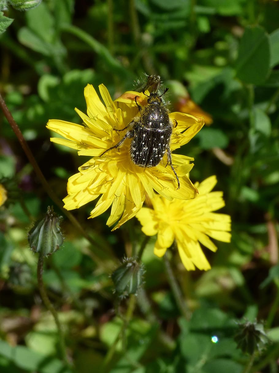 hairy beetle, libar, dandelion, oxythyrea funesta, coleoptera, HD wallpaper