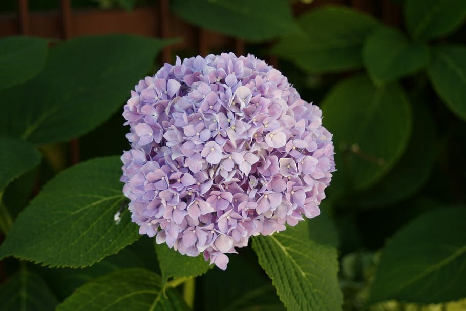 Hydrangea, Flower, Plant, Nature, blossom, leaf, growth, no people HD wallpaper