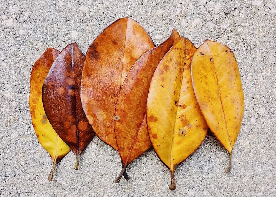 leaves, magnolia, leaf, tree, season, plant part, autumn, no people HD wallpaper