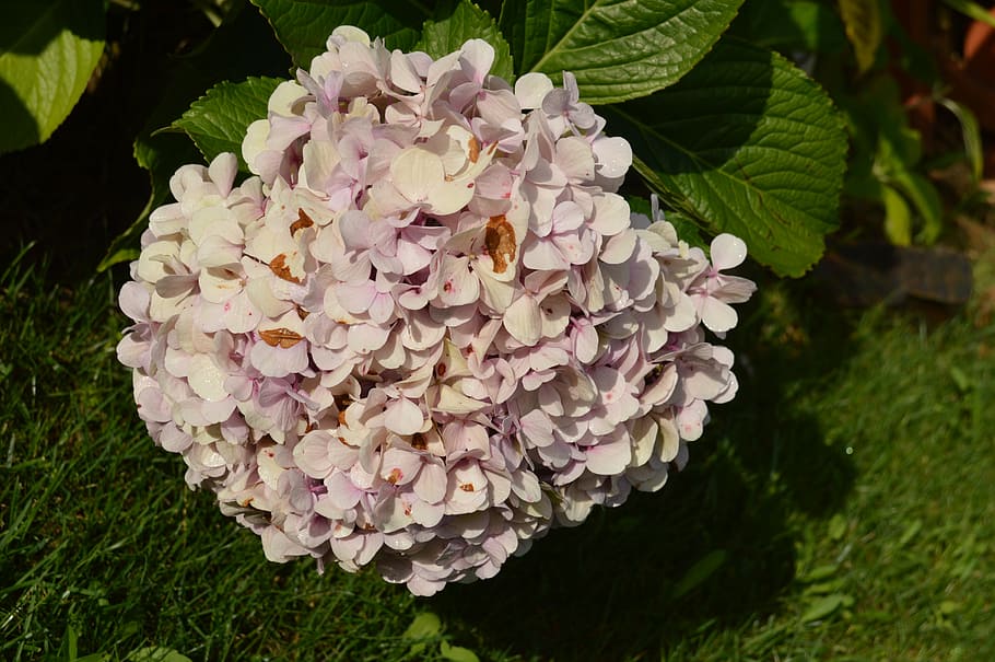 flower, pink, hydrangea, garden, summer, bloom, garden plant HD wallpaper