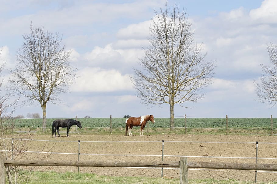 coupling, paddock, reiterhof, farm, pasture, horses, nature HD wallpaper