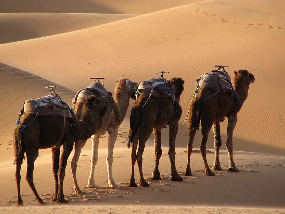 Camel, Desert, Morocco, Sand, Nature, dune, bedouin, africa HD wallpaper