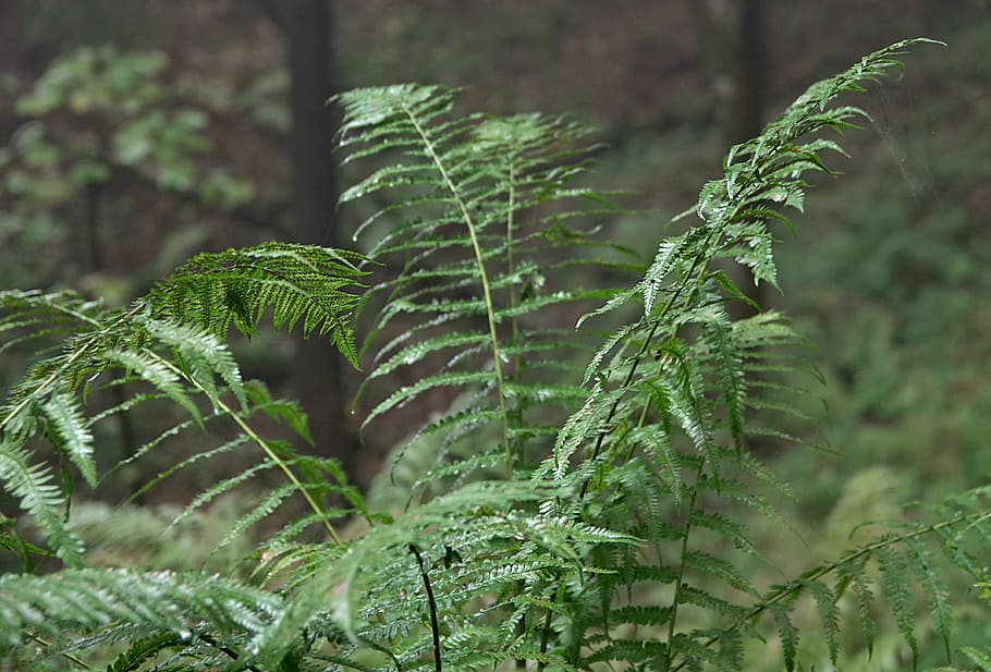 fern, forest, green, polypody, foliage, leaf, the delicacy HD wallpaper