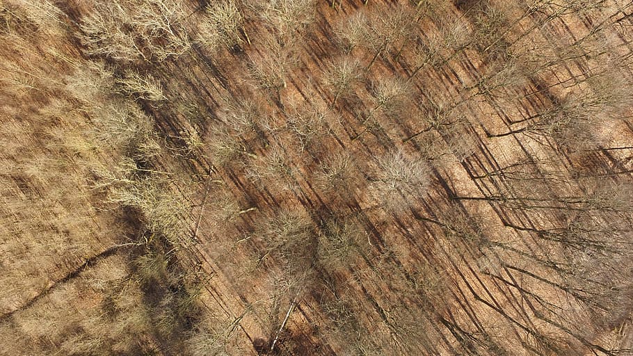 aerial view of leafless trees, untitled, forest, brown, wood HD wallpaper