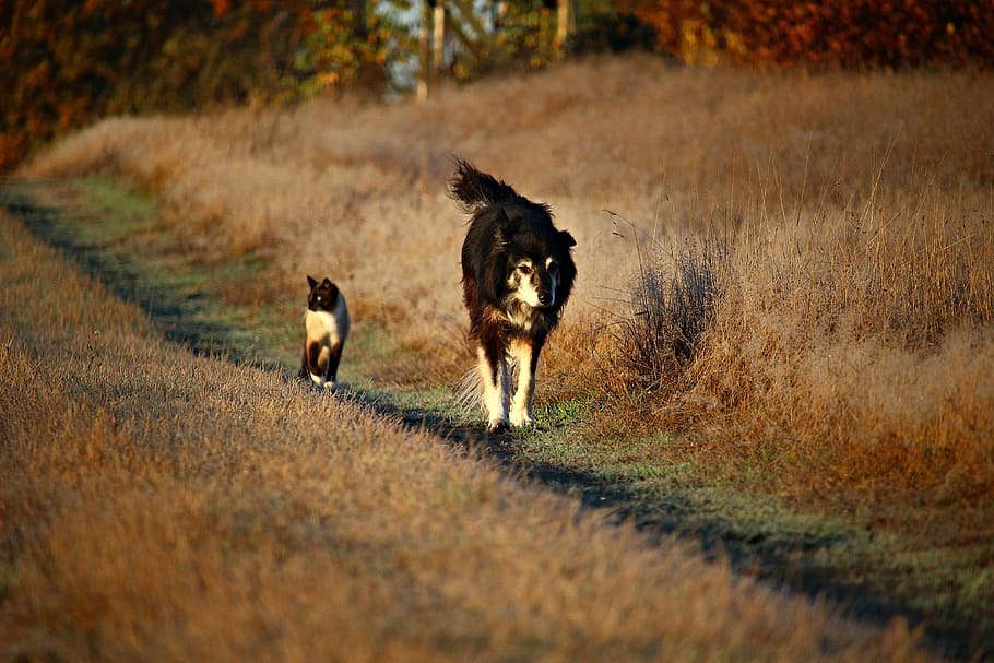 medium-coated black and white dog walking beside short-fur brown and white at daytime, HD wallpaper