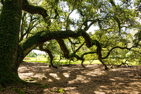 Hd Wallpaper Oak Alley Plantation Usa America Tree Historically Louisiana Wallpaper Flare