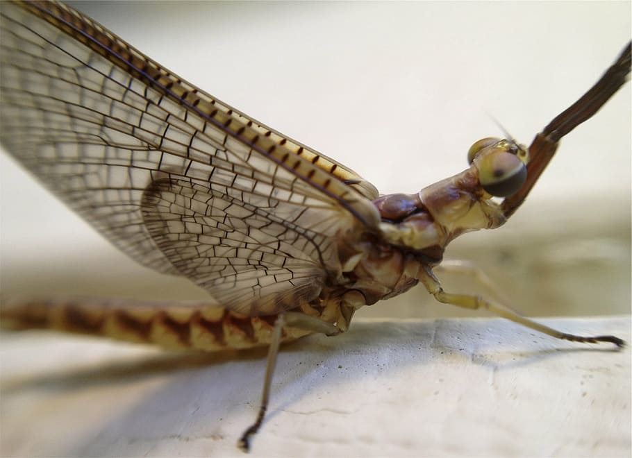 brown insect, close, photography, dragonfly, one animal, animal themes HD wallpaper
