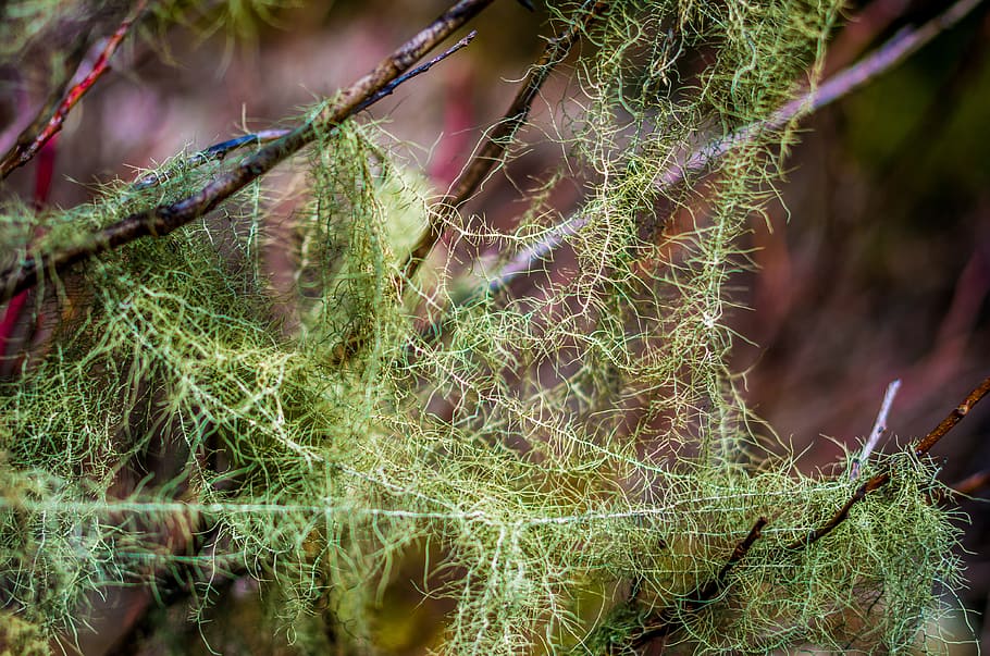 Moss, Tree, Green, Branch, Forest, Rize, turkey, nature, macro HD wallpaper