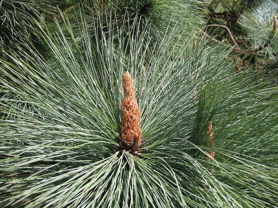nature, flora, outdoors, tree, leaf, needles, cone, green color HD wallpaper