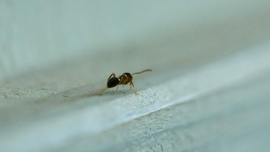 Ant, Macro, Insect, Animal, animals in the wild, one animal HD wallpaper