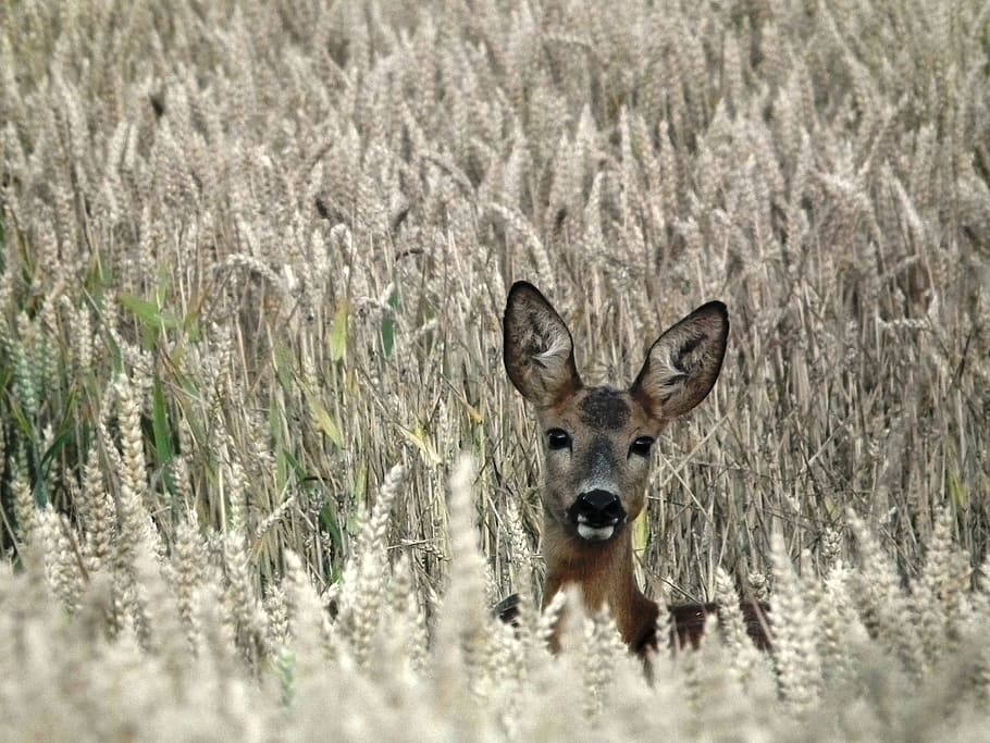 brown deer in wheat field during day, roe deer, wild, forest HD wallpaper
