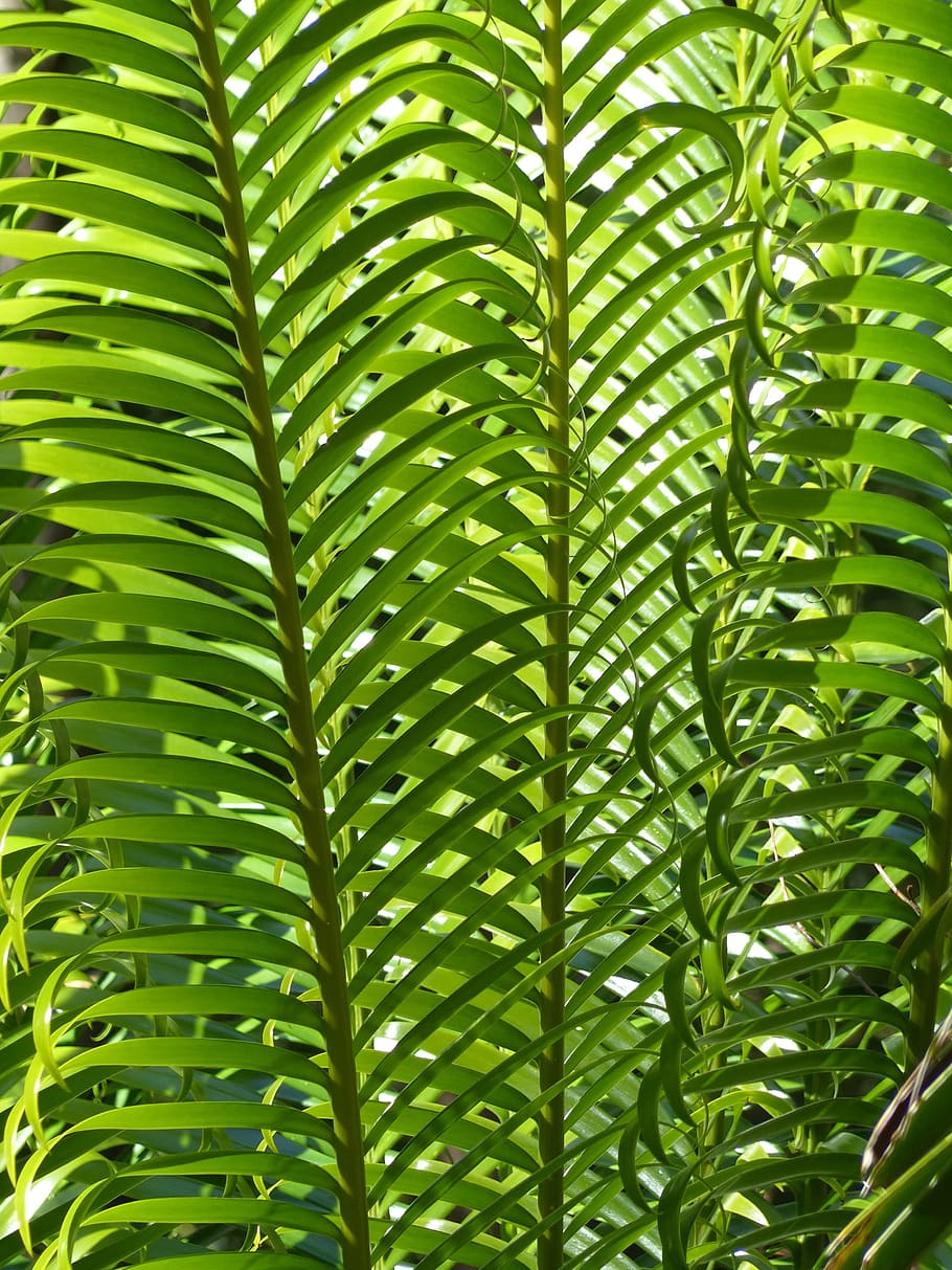 green leafed plant, Palm Leaves, Palm Tree, tropical, summer, HD wallpaper