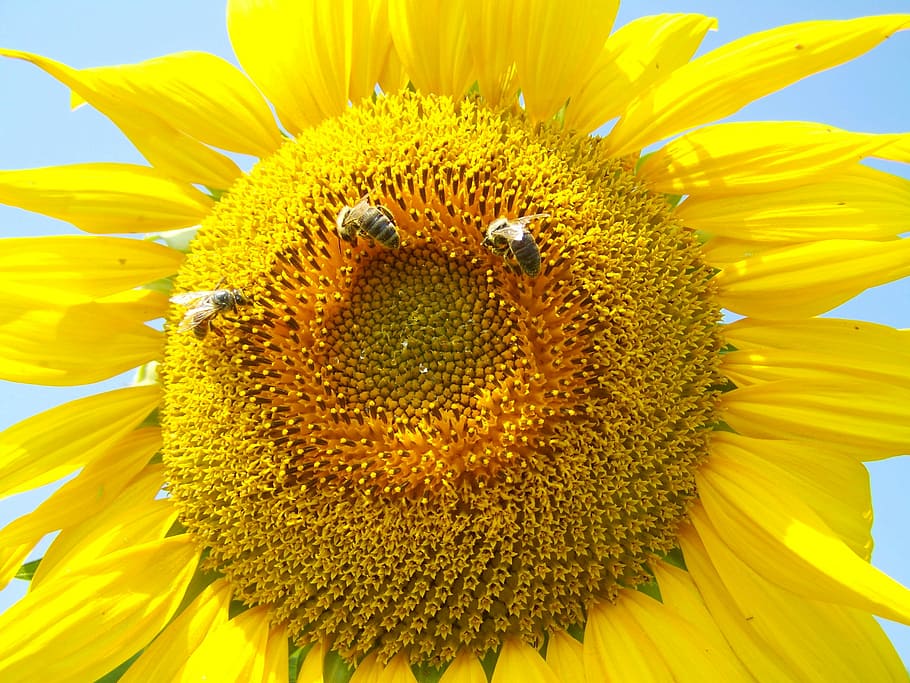 Sunflower, Yellow, Pollination, Summer, sunflower yellow, petal HD wallpaper