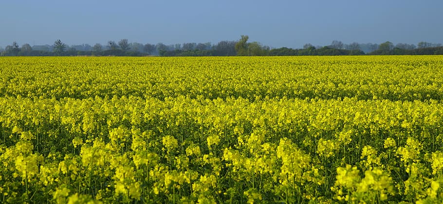 rapeseed, field, yellow, spring, agriculture, oil, the cultivation of HD wallpaper