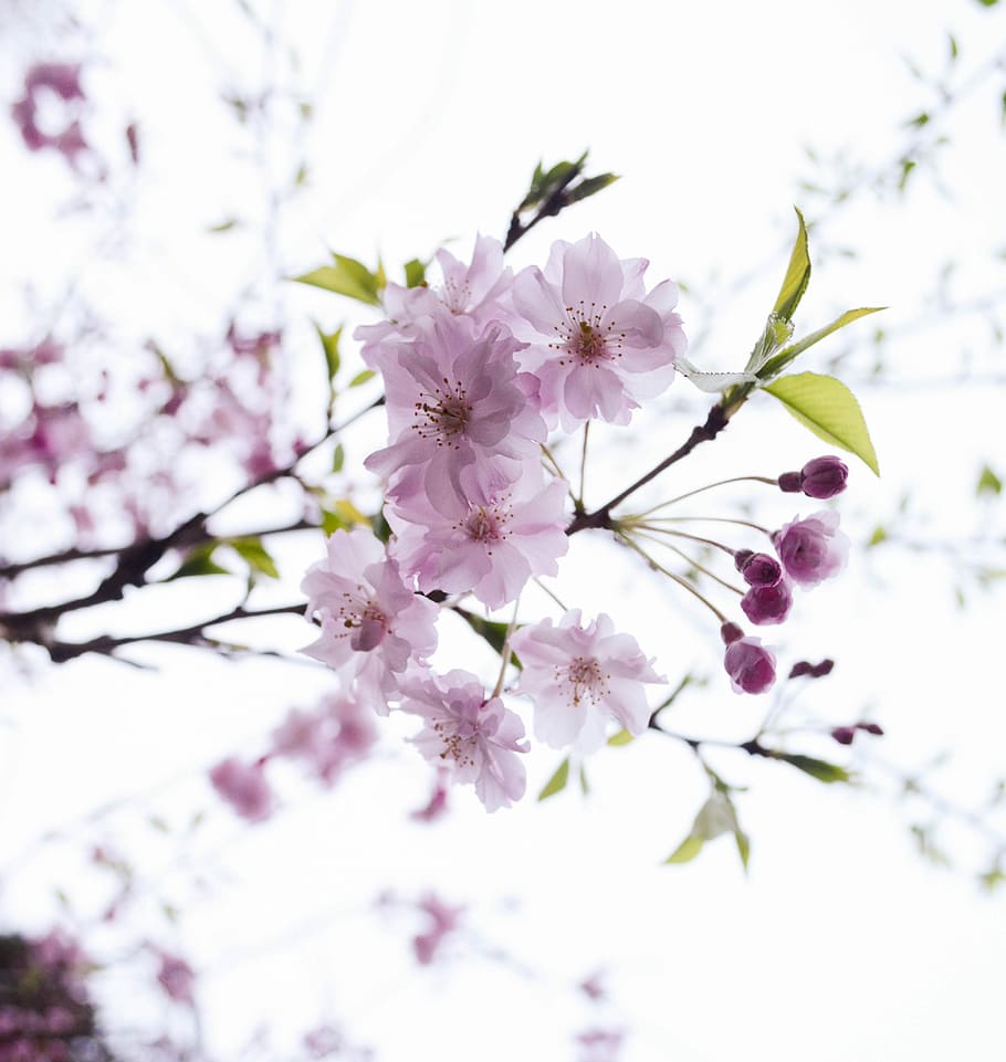 Cherry, Pink, Flowers, blossom, nature, springtime, growth HD wallpaper