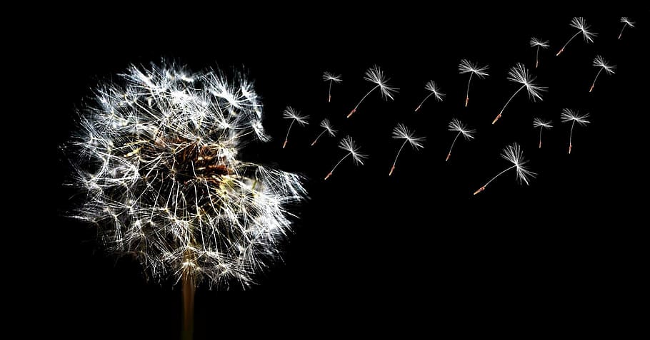 shallow focus photography of dandelion, close, seeds, celebration HD wallpaper