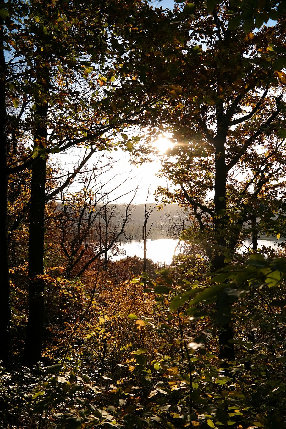 forest, autumn, sun, back light, trees, leaves, nature, autumn forest HD wallpaper