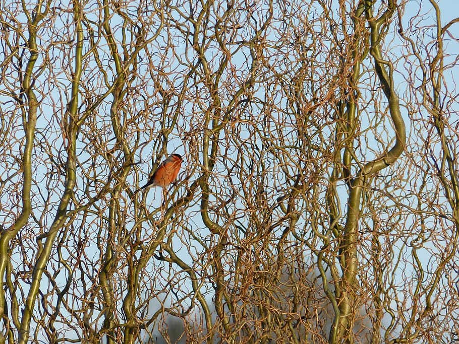 bird, nature, hedge, cage, red, tree, branch, backgrounds, outdoors HD wallpaper