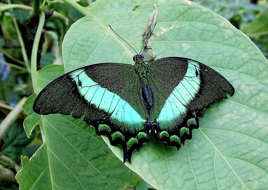 Drexel, Insect, green, leaf, butterfly - insect, green color HD wallpaper