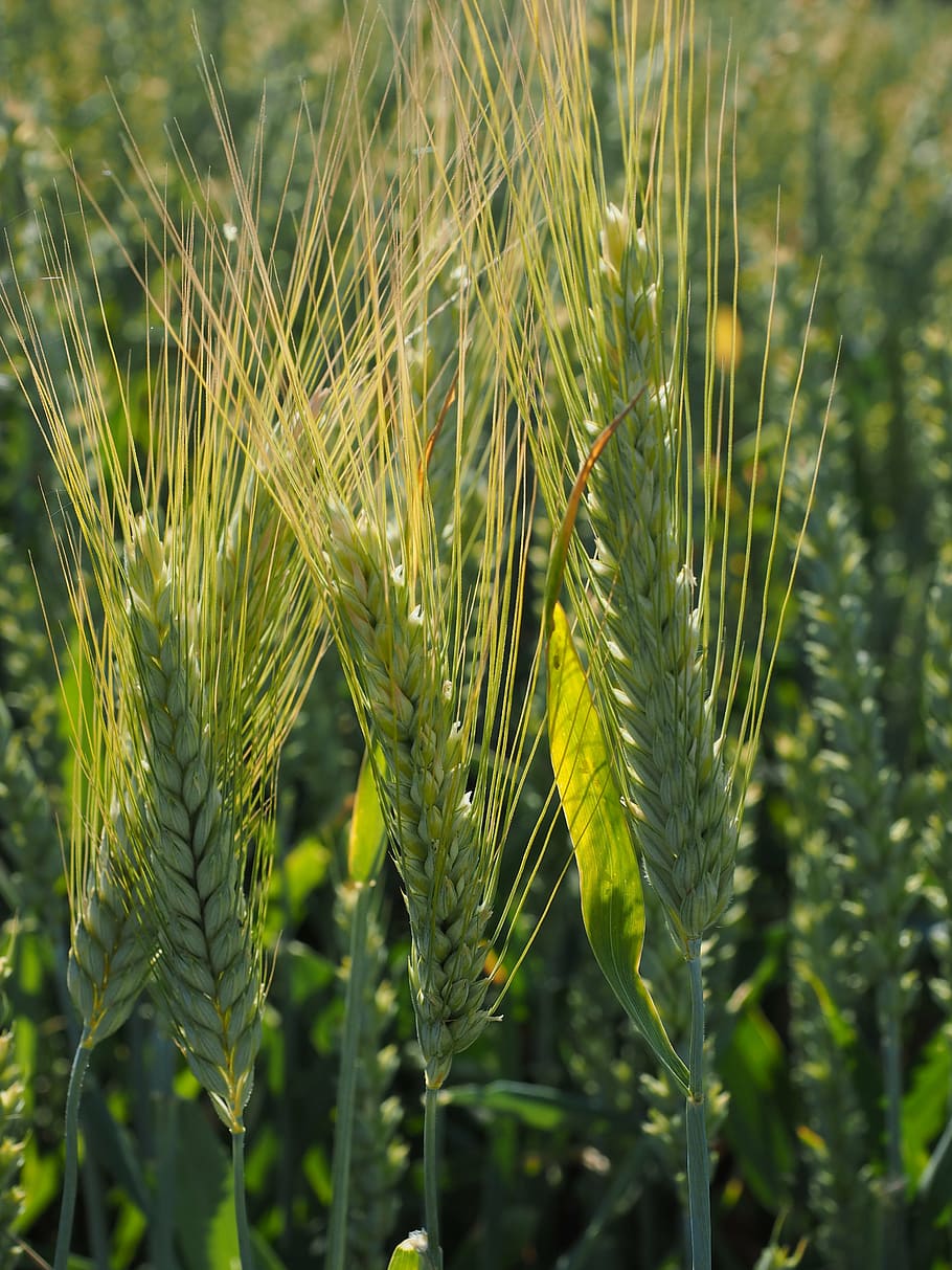 45,628+ Barley Field Pictures | Download Free Images on Unsplash