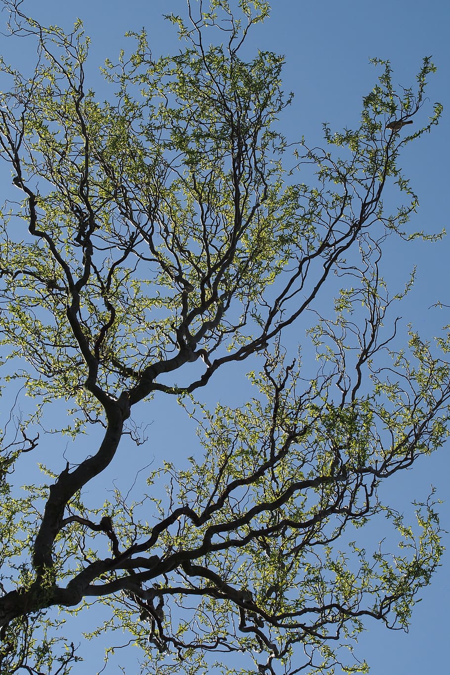 Tree, Branch, Branches, Twig, Leaves, green, blue, spring, nature HD wallpaper