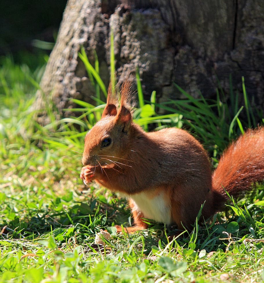 brown squirrel, Red Squirrel, Rodent, Animal, nature, wildlife HD wallpaper