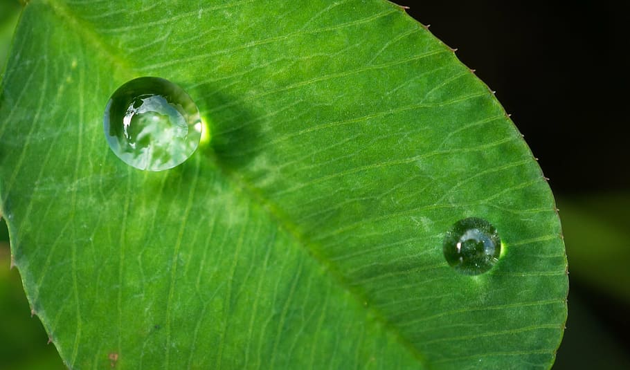 green leaf photo, nature, abstract, plants, trickle, dew, herb HD wallpaper